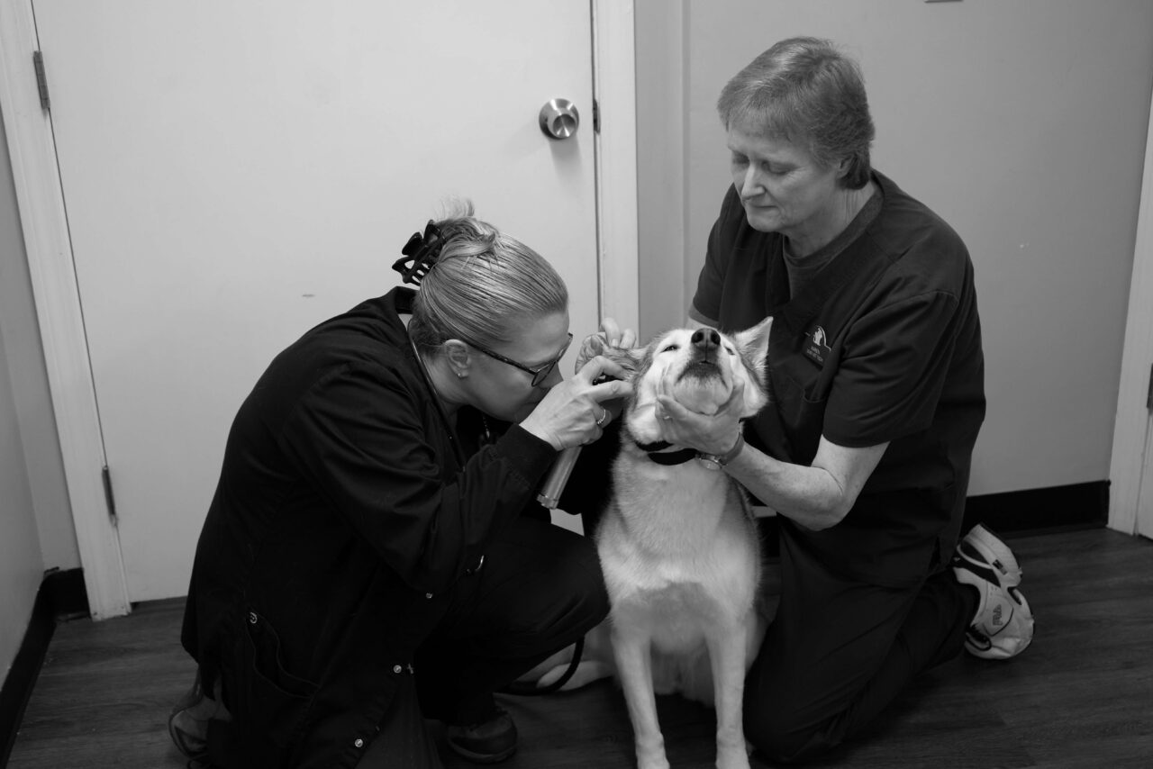 About Tender Heart Veterinary Care Vet In Gardner MA 01440