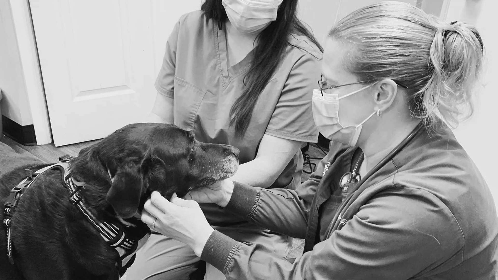 Veterinarian Reviews In Gardner, MA Tender Heart Vet Care